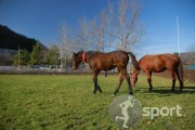 Baza hipica "Virgil Barbuceanu" - echitatie in Piatra-Neamt | faSport.ro