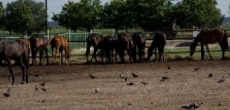 Herghelia Izvin - echitatie in Timisoara